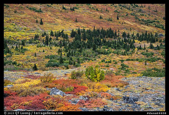 Rocks, berry plants, and spruce in autumn. Denali National Park, Alaska, USA.