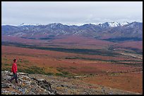 Visitor looking, from Savage Alpine Trail. Denali National Park ( color)