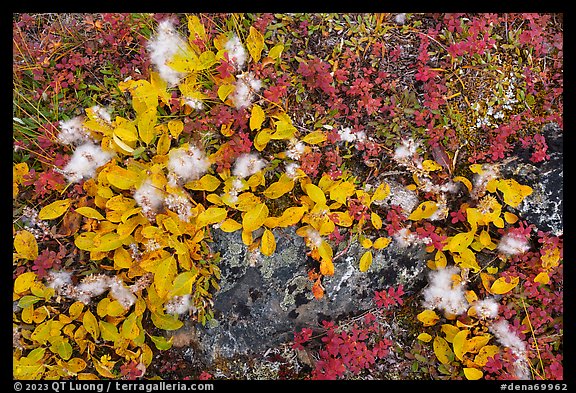 Close up of tundra leaves in autumn. Denali National Park, Alaska, USA.