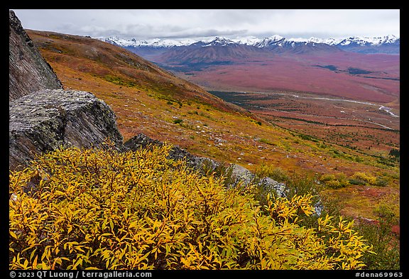 Shrubs, tundra, and snowy mountains. Denali National Park, Alaska, USA.