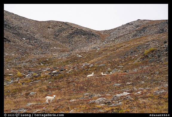 Dall sheep and ridge. Denali National Park, Alaska, USA.