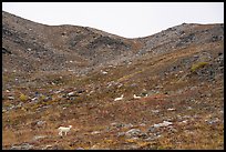 Dall sheep and ridge. Denali National Park ( color)