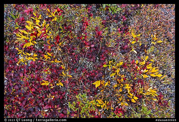 Close up of berry plants in autumn. Denali National Park, Alaska, USA.