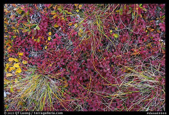 Close up of grasses and berries. Denali National Park, Alaska, USA.