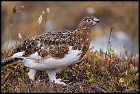 Ptarmigan bird. Denali National Park ( color)