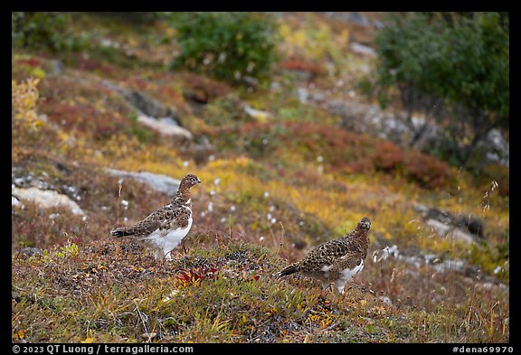 Two Ptarmigan birds. Denali National Park, Alaska, USA.