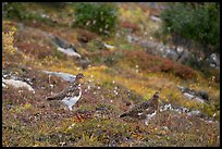 Two Ptarmigan birds. Denali National Park ( color)