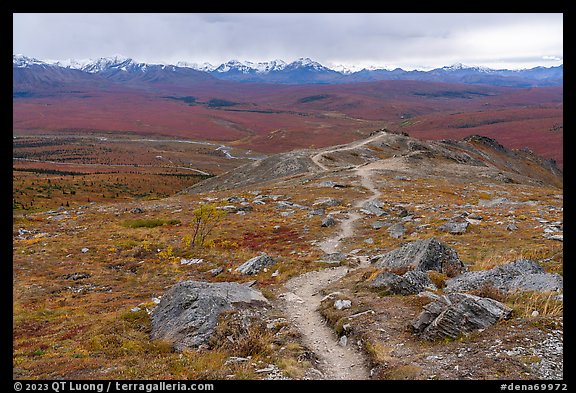 Savage Alpine Trail. Denali National Park, Alaska, USA.