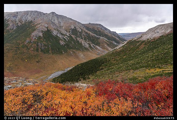 Berry plants and Savage River Valley in autumn. Denali National Park, Alaska, USA.