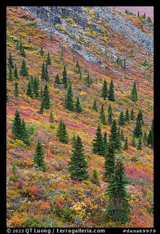 Spruce trees on slope. Denali National Park, Alaska, USA.