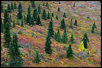 Spruce trees and aspen on slope. Denali National Park ( color)
