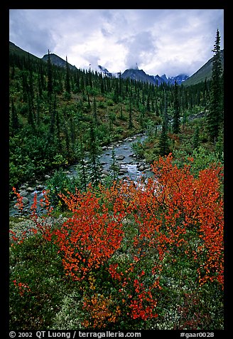 Berry plants in fall color and Arrigetch creek. Gates of the Arctic National Park, Alaska, USA.