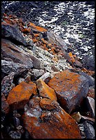Lichen covered rocks at the base of Arrigetch Peaks. Gates of the Arctic National Park, Alaska, USA.