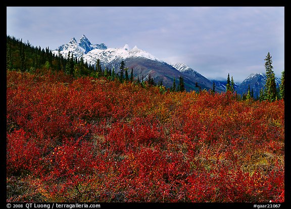 Red tundra shrubs and Arrigetch Peaks in the distance. Gates of the Arctic National Park, Alaska, USA.