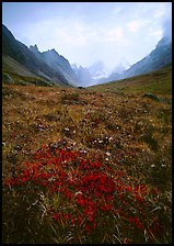 Low tundra in autum color and Arrigetch Peaks. Gates of the Arctic National Park ( color)