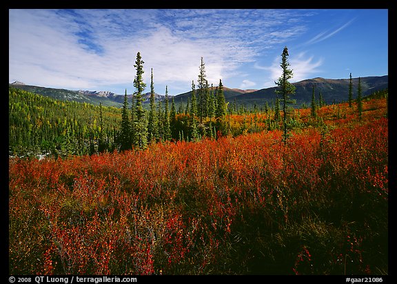Black Spruce and berry plants in autumn foliage, Alatna Valley. Gates of the Arctic National Park, Alaska, USA.