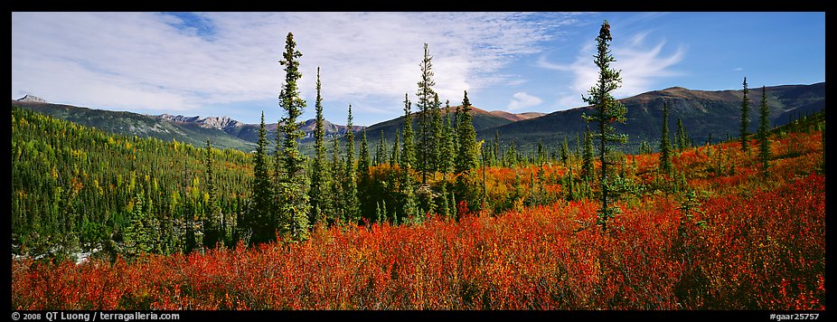 Mountain landscape with berry plants in fall colors, forest, and snow-dusted peaks. Gates of the Arctic National Park (color)