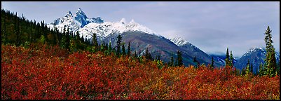 Taiga landscape in the fall. Gates of the Arctic National Park (Panoramic color)