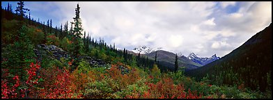 Boreal forest landscape. Gates of the Arctic National Park, Alaska, USA.