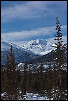 Forest and snowy Brooks Range mountains. Gates of the Arctic National Park, Alaska, USA.
