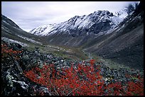 Aquarius Valley near Arrigetch Peaks. Gates of the Arctic National Park ( color)
