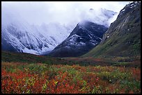 Tundra and Arrigetch Peaks partly hidden by clouds. Gates of the Arctic National Park, Alaska, USA. (color)