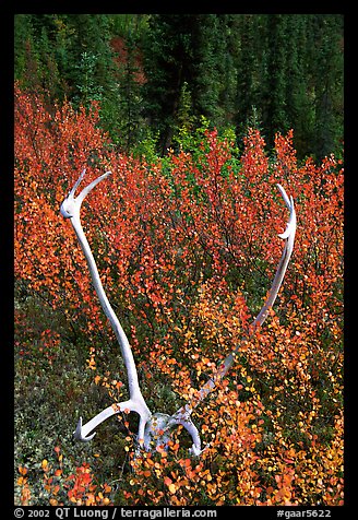 Caribou antlers. Gates of the Arctic National Park (color)