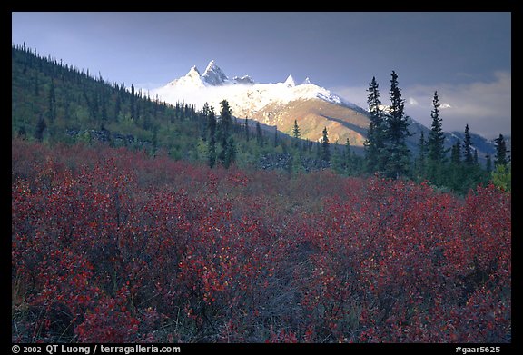 Arrigetch Peaks and tundra from Arrigetch Creek entrance, early morning. Gates of the Arctic National Park, Alaska, USA.