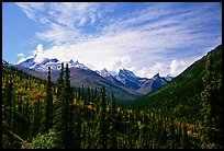 Arrigetch Peaks and spruce forest from Arrigetch Creek entrance, morning. Gates of the Arctic National Park, Alaska, USA. (color)