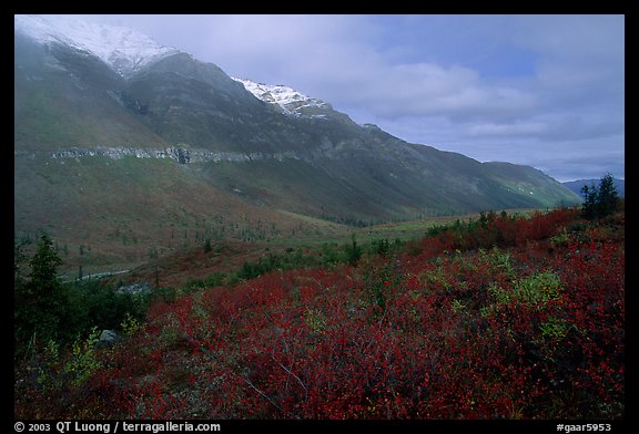Shrubs and mountains in mist. Gates of the Arctic National Park, Alaska, USA.