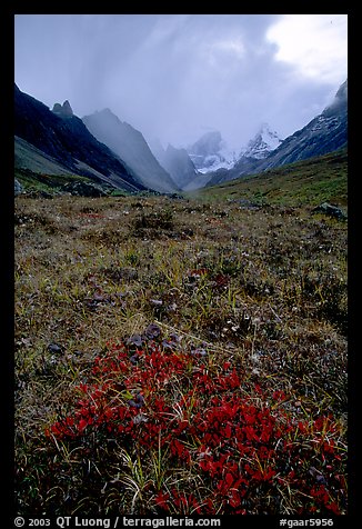 Tundra and Arrigetch Peaks. Gates of the Arctic National Park (color)