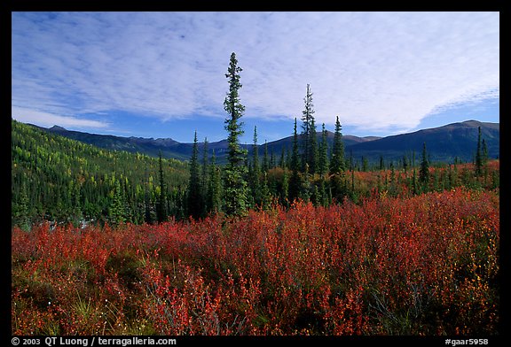 Black Spruce and Tundra, Alatna Valley. Gates of the Arctic National Park (color)
