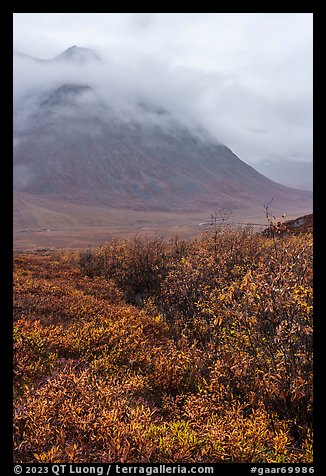 Willows and Kollutuk Mountain in the rain. Gates of the Arctic National Park, Alaska, USA.