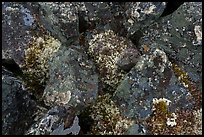 Close-up of dark rocks covered with moss and lichen. Gates of the Arctic National Park ( color)