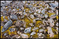 Angular rocks and mosses. Gates of the Arctic National Park ( color)
