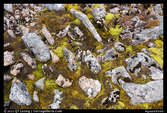Close-up of rocks and mosses. Gates of the Arctic National Park (color)
