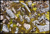 Close-up of rocks and mosses. Gates of the Arctic National Park ( color)