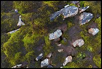 Close-up of rocks and dark moss. Gates of the Arctic National Park ( color)
