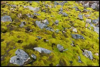 Carpet of moss with rocks. Gates of the Arctic National Park ( color)
