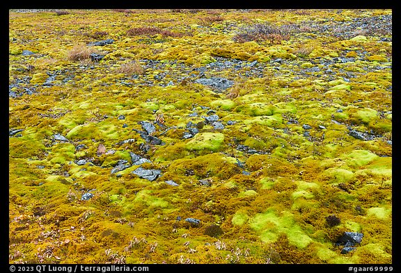 Carpet of moss. Gates of the Arctic National Park, Alaska, USA.
