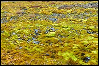 Carpet of moss. Gates of the Arctic National Park ( color)