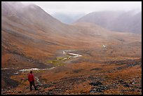 Visitor looking, Inukpasugruk Creek drainage in the rain. Gates of the Arctic National Park ( color)