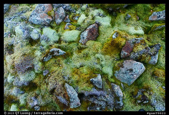 Close-up of moss and rocks. Gates of the Arctic National Park, Alaska, USA.