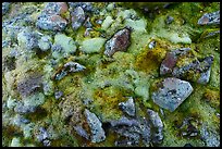Close-up of moss and rocks. Gates of the Arctic National Park ( color)
