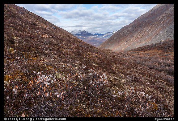 Arctic cottongrass and valley in autumn. Gates of the Arctic National Park, Alaska, USA.
