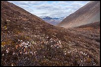Arctic cottongrass and valley in autumn. Gates of the Arctic National Park ( color)