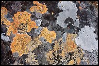 Close-up of lichen on rock. Gates of the Arctic National Park ( color)