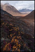 Dwarf willow and Kollutuk Mountain. Gates of the Arctic National Park ( color)