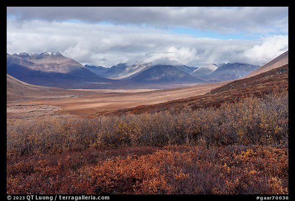 Willows and Inukpasugruk Valley in autumn. Gates of the Arctic National Park (color)