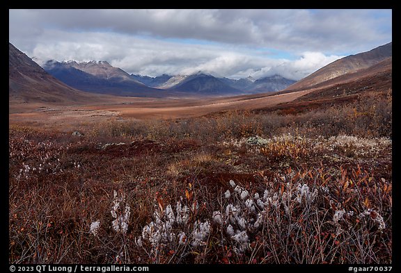 Arctic cottongrass and Inukpasugruk Valley in autumn. Gates of the Arctic National Park, Alaska, USA.